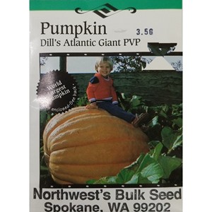3.5gr Pumpkin Atlantic Giant