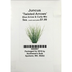 5ea Juncus Twisted Arrows