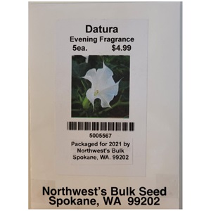 5 seed Datura Evening Fragrance