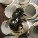 10pk Mason Bees (Blue Orchard for western states)