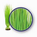Weco Freshwater Series Asian Hairgrass 9in