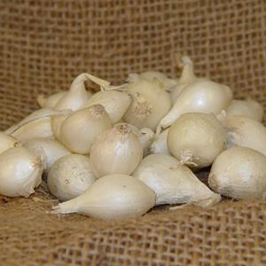 1 lb White Onion Sets