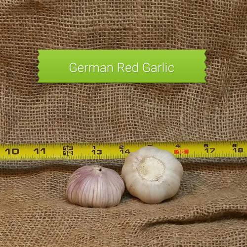 1lb German Red Seed Garlic
