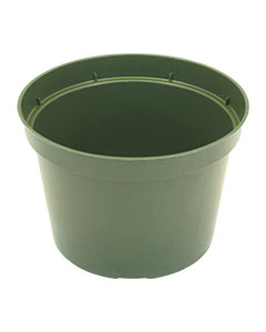 6" Dillen Azalea Pot (green) <br>each