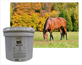 GH MOLASSES BUCKET 33#