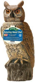 DALEN NAT ENEMY ROTATE HEAD OWL