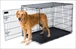 PETM TRAINING 38" WIRE KENNEL