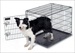 PETM TRAINING 30" WIRE KENNEL