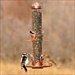 PP SEED FEEDER 1.8# 2IN1 COPPER