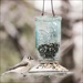 PP SEED FEEDER 1# BLUE MASON JAR